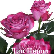 Роза Deep Purple